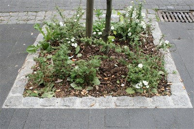 Weeds and rubbish surround the newly planted tree